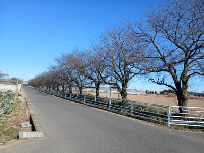 【その他】 | リーブルガーデン．S　深谷宿根第３　 | 現地付近桜並木