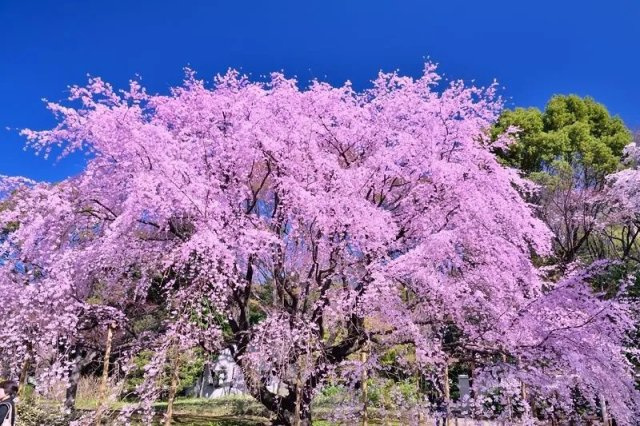 モンテベルデ六義園の周辺|四季折々の自然を楽しめる六義園が徒歩圏内にあり、都心にいながら潤いある暮らしが叶います。