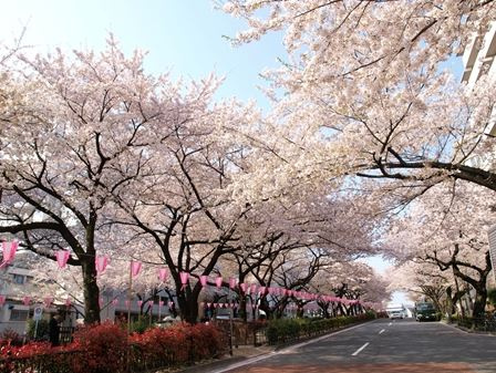 スカイコート文京小石川第3の周辺|桜並木
