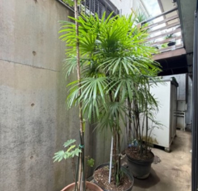 【その他】 | 清瀬市上清戸1丁目 | ドライエリア