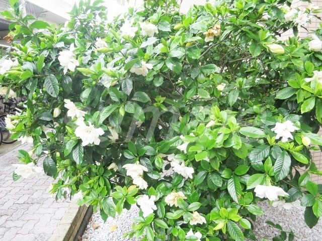 ライブ赤羽のその他|緑があって癒されますね♪