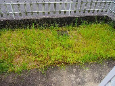 アムラインBの庭