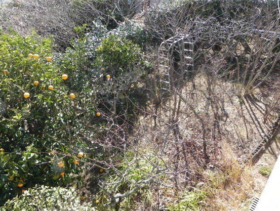 【庭】 | 大室高原別荘地　戸建