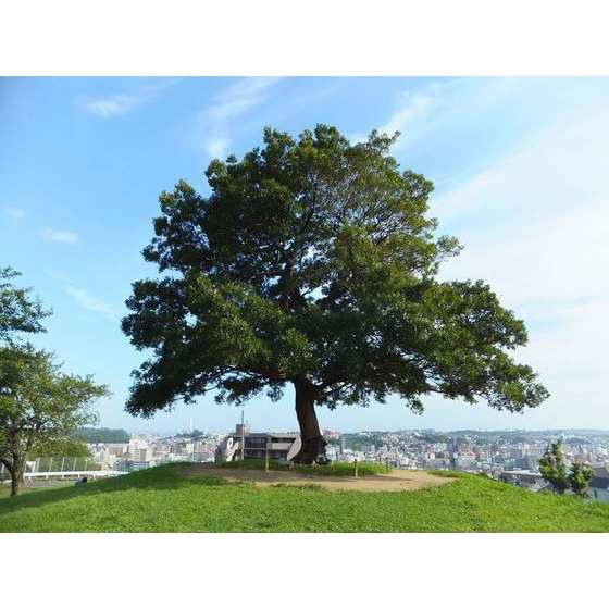 スカイコーポラスⅡの周辺|公園「清水が丘緑道まで400ｍ」