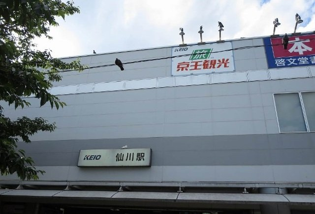 アベニール三鷹　Ｒの周辺|仙川駅まで2600m