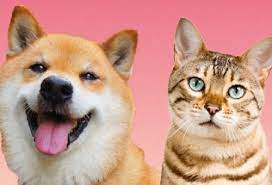 サンクレイドル武蔵野鷹の台のその他|ペット飼育可能です♪(細則あり)