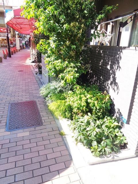 ベルシード東十条ツインズBのその他|植栽です☆