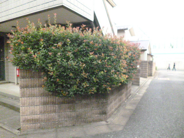 けやきハイムのその他|★敷地内には緑がたくさん★