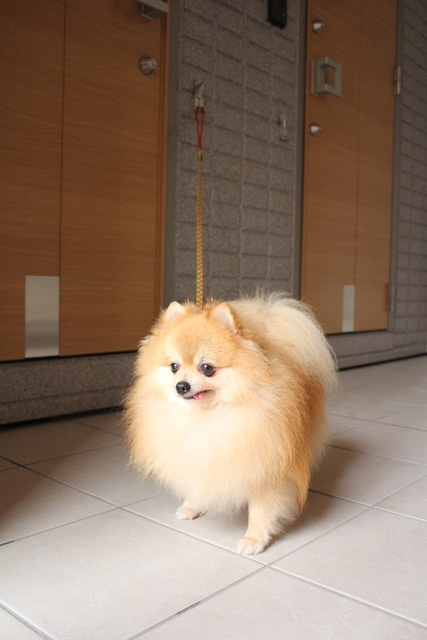 ＫＩＮＥＹＡのその他共用部分|お出かけフック（参考写真）