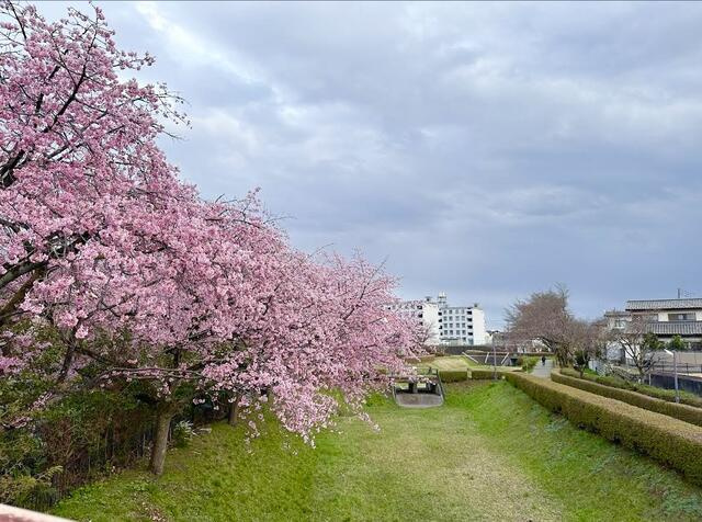 宇都宮市泉が丘7丁目　272.19㎡の周辺|春は家からお花見が楽しめますね