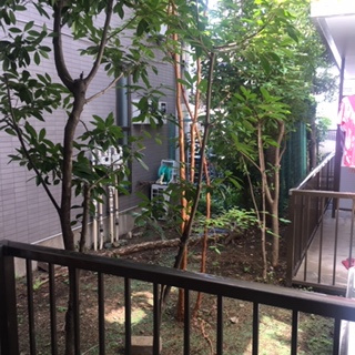 目黒区自由が丘２丁目の賃貸マンションの庭|お庭の付いた物件です