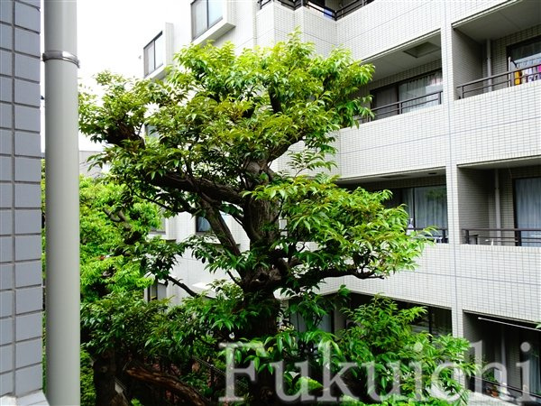 ソアラノーム碑文谷の展望