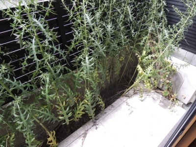 【バルコニー】 | エスポワールA棟