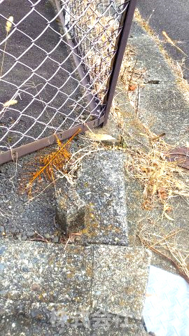 【その他】の画像