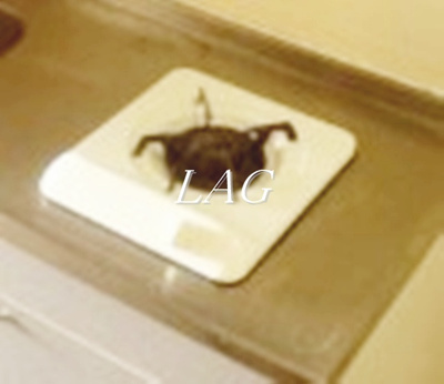 【設備】 | ジェイワンヒルズ西船 | コンロです。