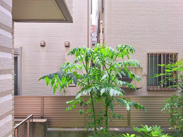 エム・ティ・ファミール練馬の展望