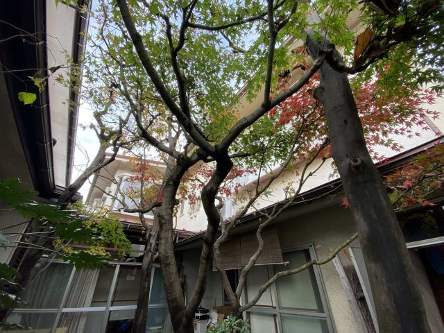 アライアネックス