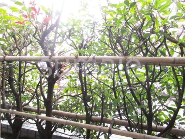 ロイヤルステージ王子神谷の展望|バルコニーからの景色☆彡