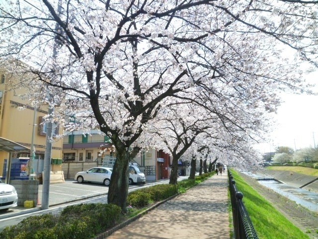 マンションから徒歩１分の所に乞田川があり春には桜が綺麗です♪