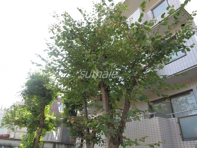 オークヒルズ小豆沢のその他|緑があって癒されますね♪