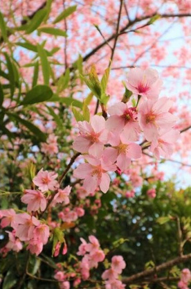 【庭】 | 伊東市新井　戸建