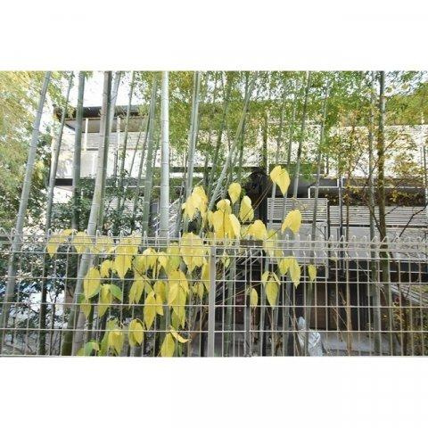 Maison du Angeの展望