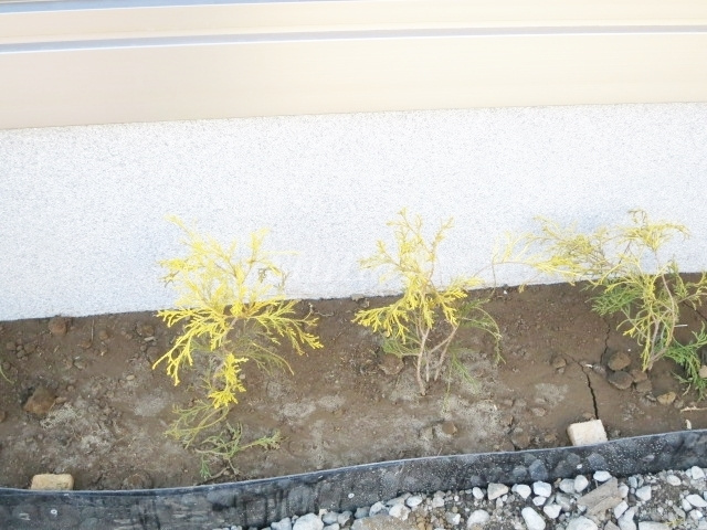 ヴィヴィアンのその他|緑があって癒されますね☆