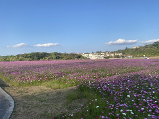 【周辺】 | 恩納村安富祖（全2棟）ラスト1号棟新築平屋 | 近くには一面のお花畑♪