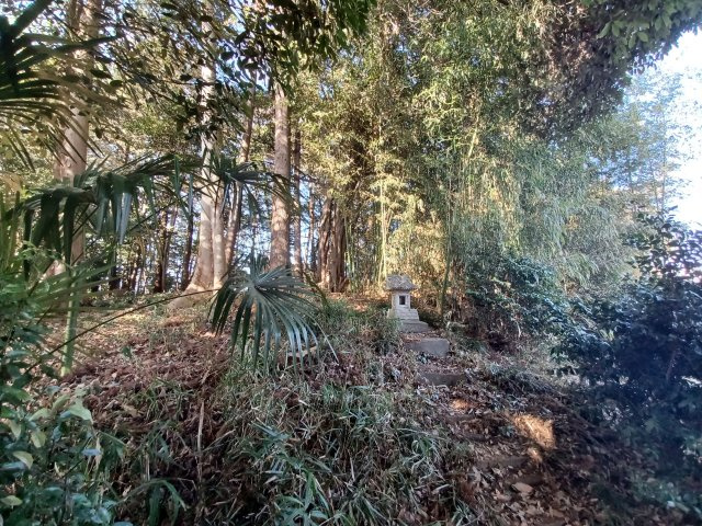 東松山市上野本土地627坪の外観|山林部分