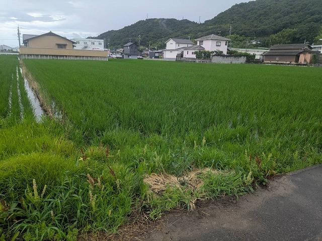 倉敷市連島町西之浦の売地