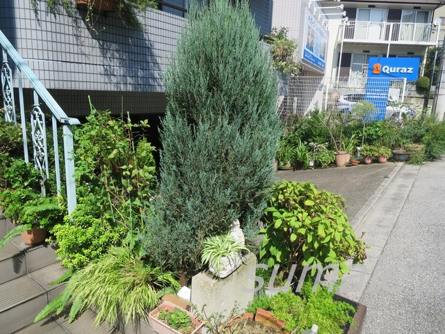 ヌーボー北のその他|植栽です☆