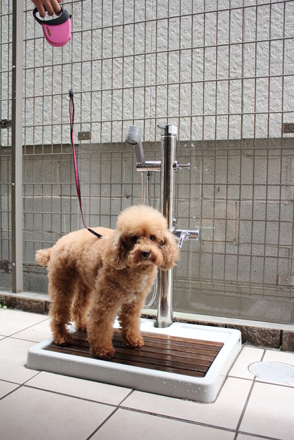 Ｂｒｉｇｈｔ ｃｏｕｒｔ 調布（ブライトコート　チョウフ）のその他共用部分|ペット足洗い場