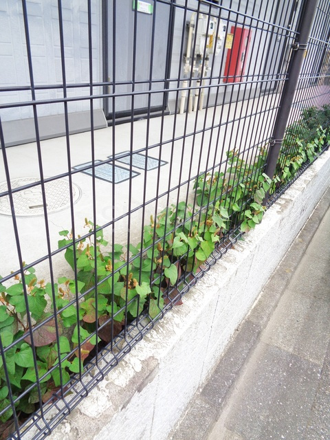 ツヴァイモーストのその他|植栽です☆