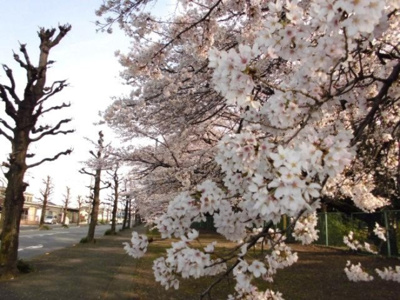 【周辺】 | リアルコート Ｄ