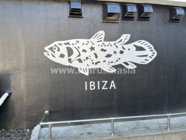 シーラカンスIBIZAのその他