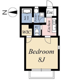 アガパンサスの画像