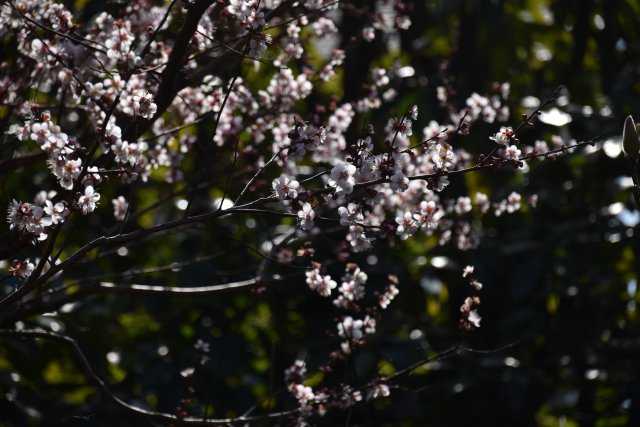 吉田神社近く 学者が愛した庭屋一如の平家の庭