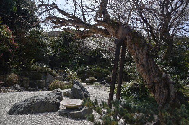 吉田神社近く 学者が愛した庭屋一如の平家の庭|梅の古木が歴史を感じさせます