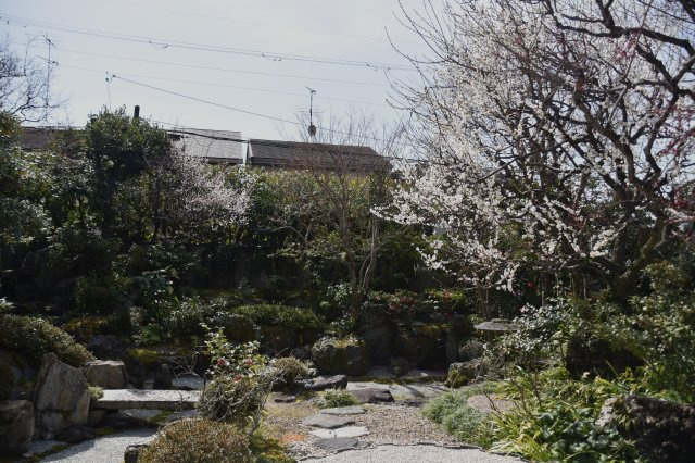 吉田神社近く 学者が愛した庭屋一如の平家の庭|早春には白梅と紅梅が咲き誇ります