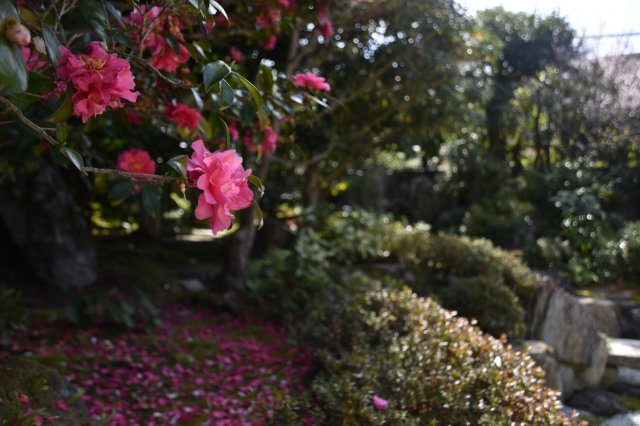 吉田神社近く 学者が愛した庭屋一如の平家の庭|四季折々の表情を楽しめます