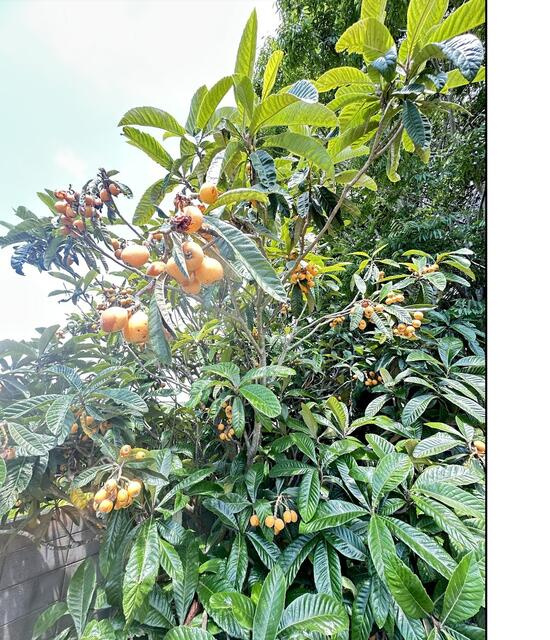 琴田　二世帯住宅の庭|びわ