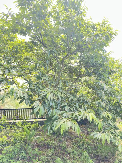 琴田　二世帯住宅の庭|栗の木　秋にはお庭で栗拾い！！