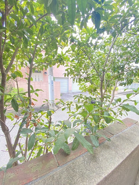 シャンブルド甲東園の展望