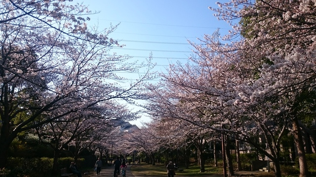 ビラおゆみ野のその他|おゆみ野さくら公園