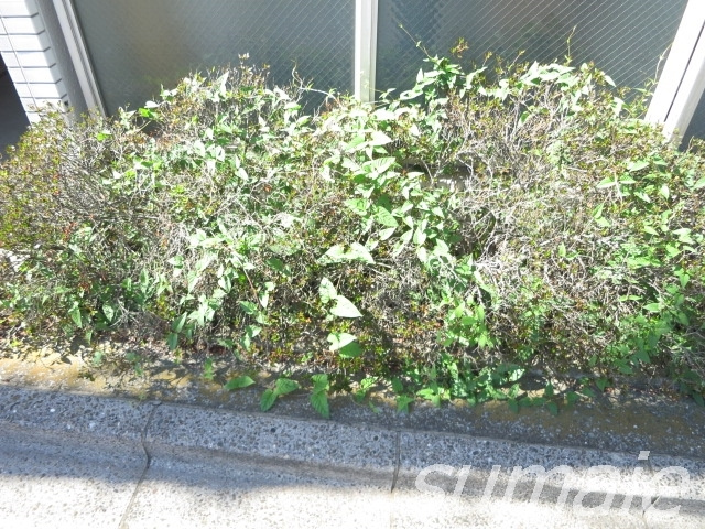 北区赤羽西６丁目の賃貸マンションのその他|植栽です☆