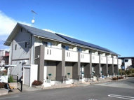 チェリーブロッサムの画像