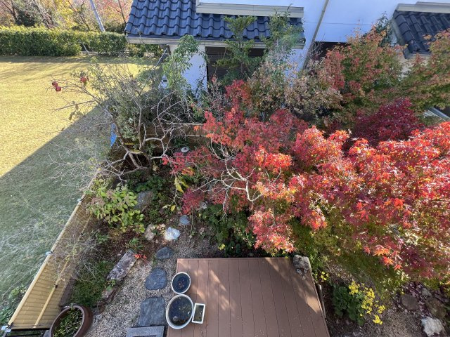 【庭】 | 中古一戸建　高知市潮見台1丁目 | 真っ赤に色づいた11月頃の紅葉