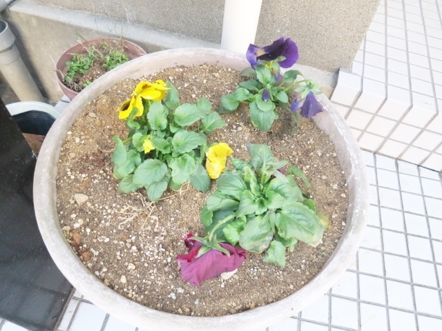 ロイヤルハイム上野のその他|お花があって癒されますね☆