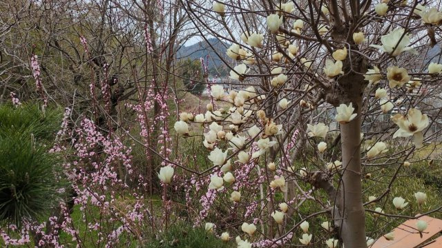 岡山市北区今岡 土地の展望|◆建物から眺める南側の景色です。