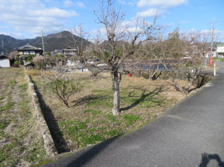 【庭】 | 柿や栗、梅もあります